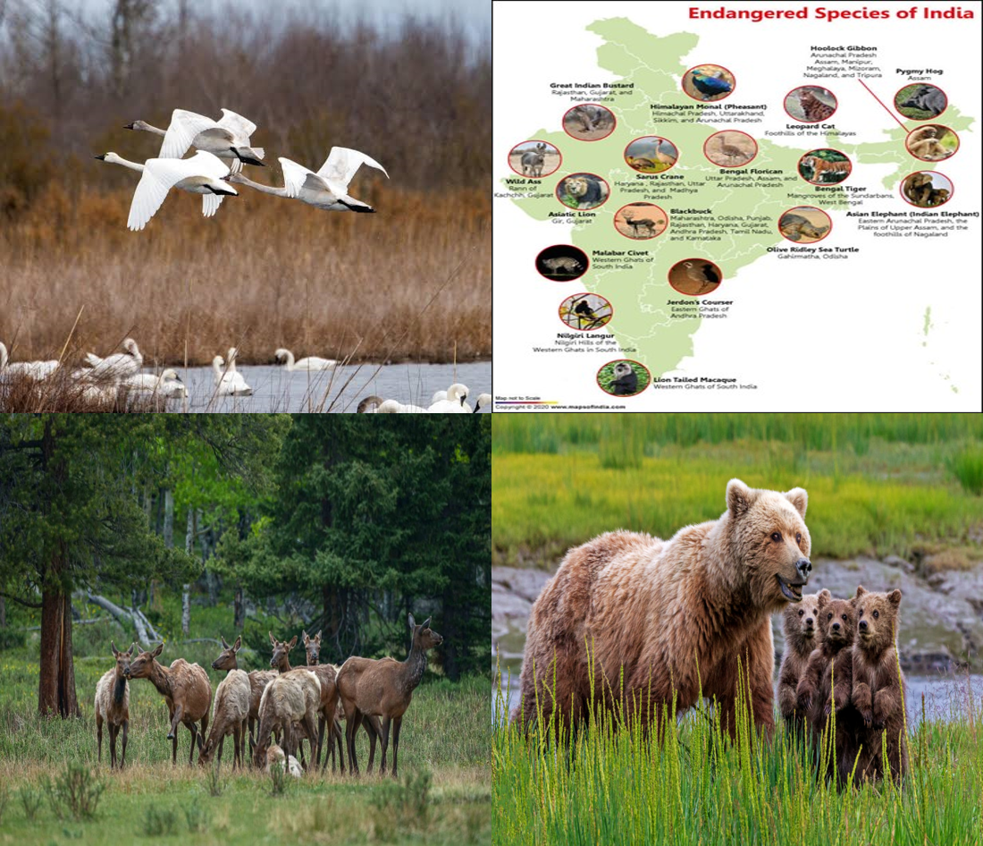 Wildlife Management